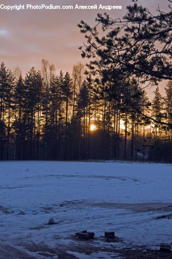 Conifer, Fir, Plant, Tree, Dawn, Dusk, Sky