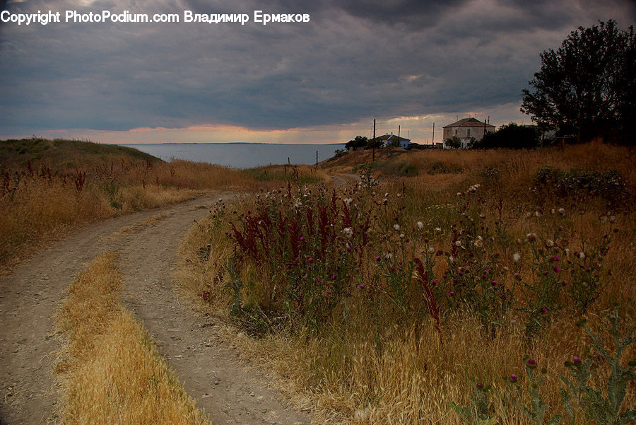 Dirt Road, Gravel, Road, Plant, Tree, Oak, Wood