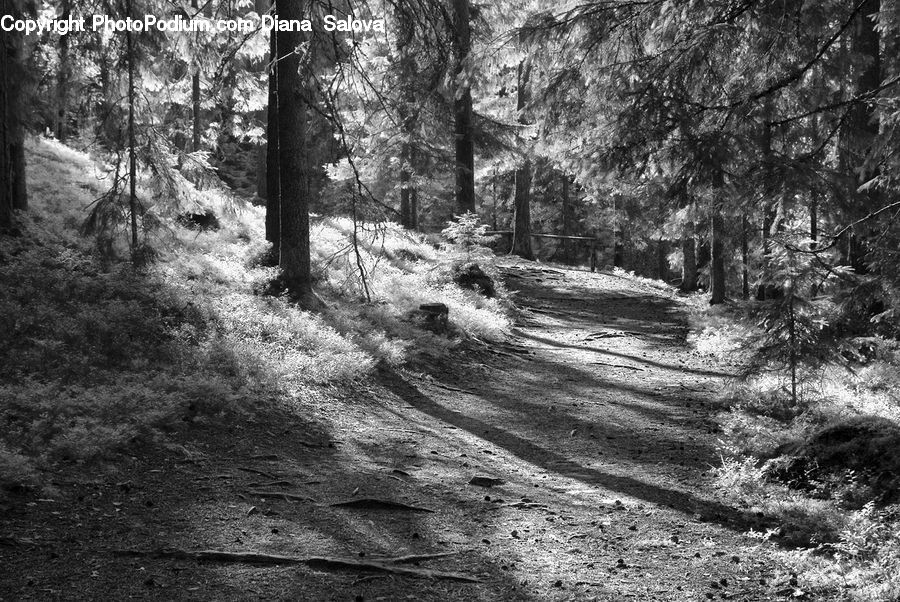 Path, Trail, Forest, Vegetation, Grove, Land, Plant