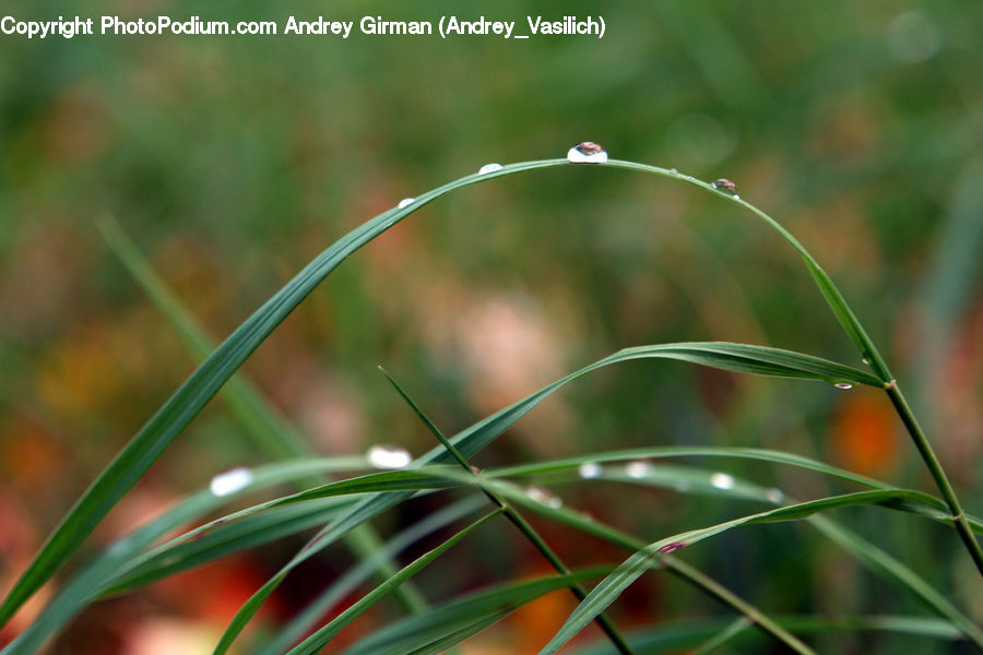 Field, Grass, Grassland, Plant, Blossom, Flora, Flower