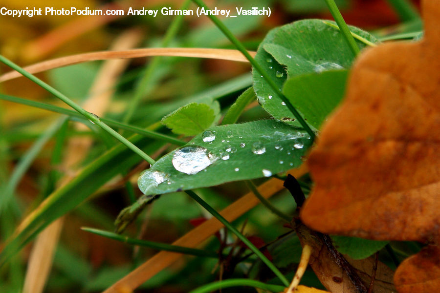 Leaf, Plant, Droplet, Blossom, Flora, Flower, Geranium
