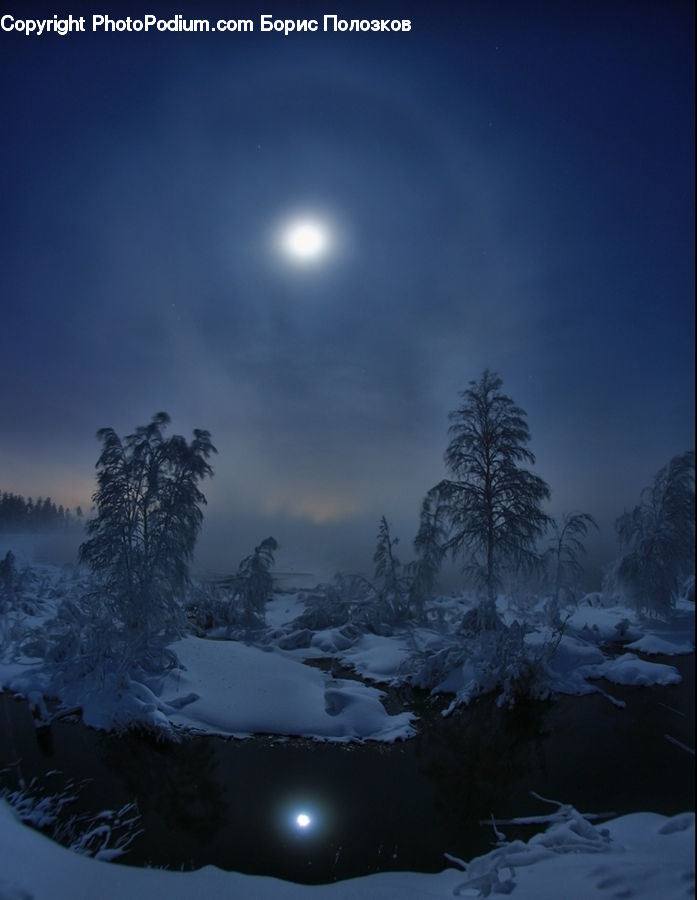 Ice, Outdoors, Snow, Conifer, Fir, Spruce, Wood