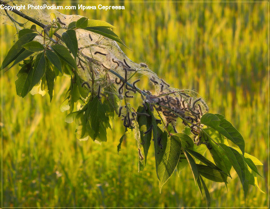 Cricket Insect, Grasshopper, Field, Grass, Grassland, Plant, Blossom