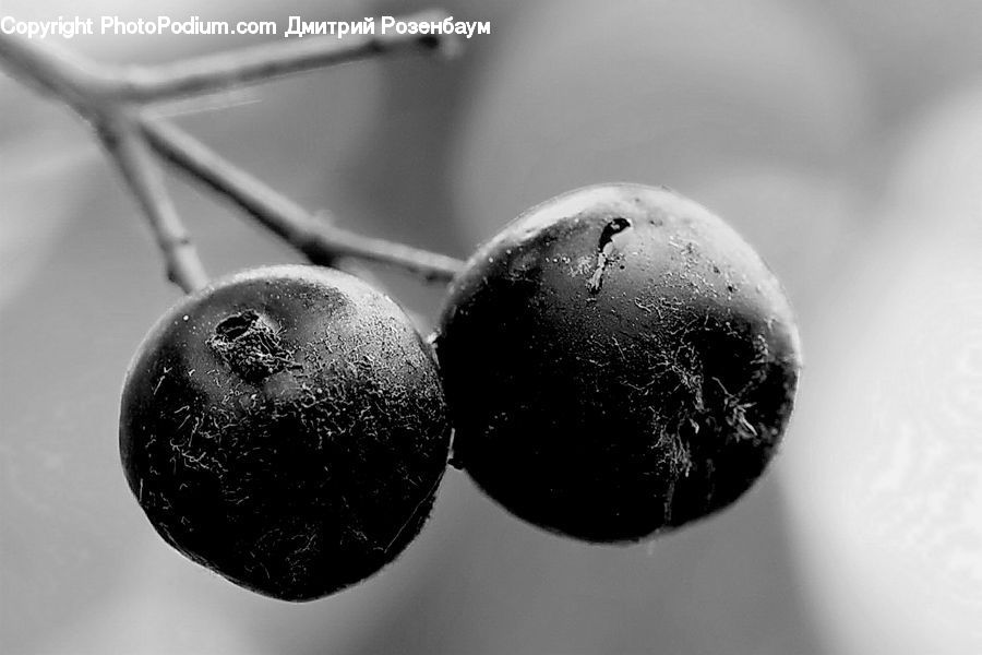 Fruit, Plum, Blueberry, Cherry