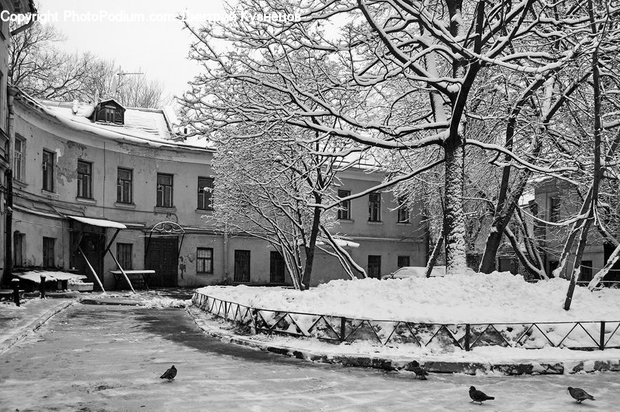 Ice, Outdoors, Snow, Bird, Pigeon, Downtown, Neighborhood