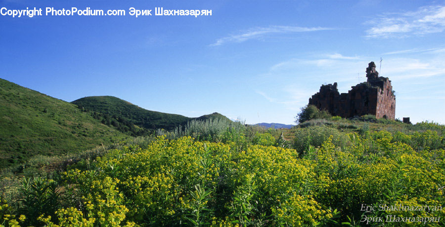 Field, Grass, Grassland, Land, Outdoors, Meadow, Pasture