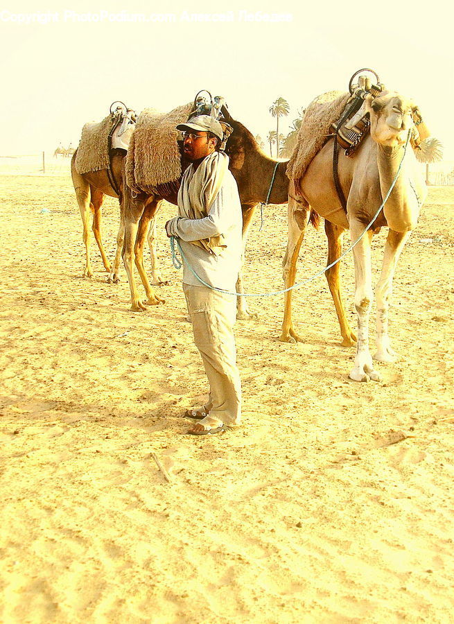 People, Person, Human, Animal, Camel, Mammal, Horse