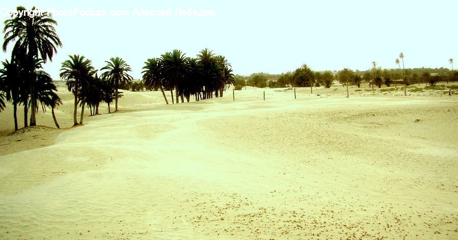Palm Tree, Plant, Tree, Summer, Tropical, Beach, Coast