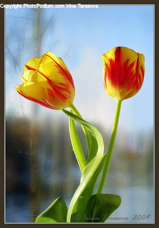 Blossom, Flora, Flower, Plant, Tulip, Petal, Crocus