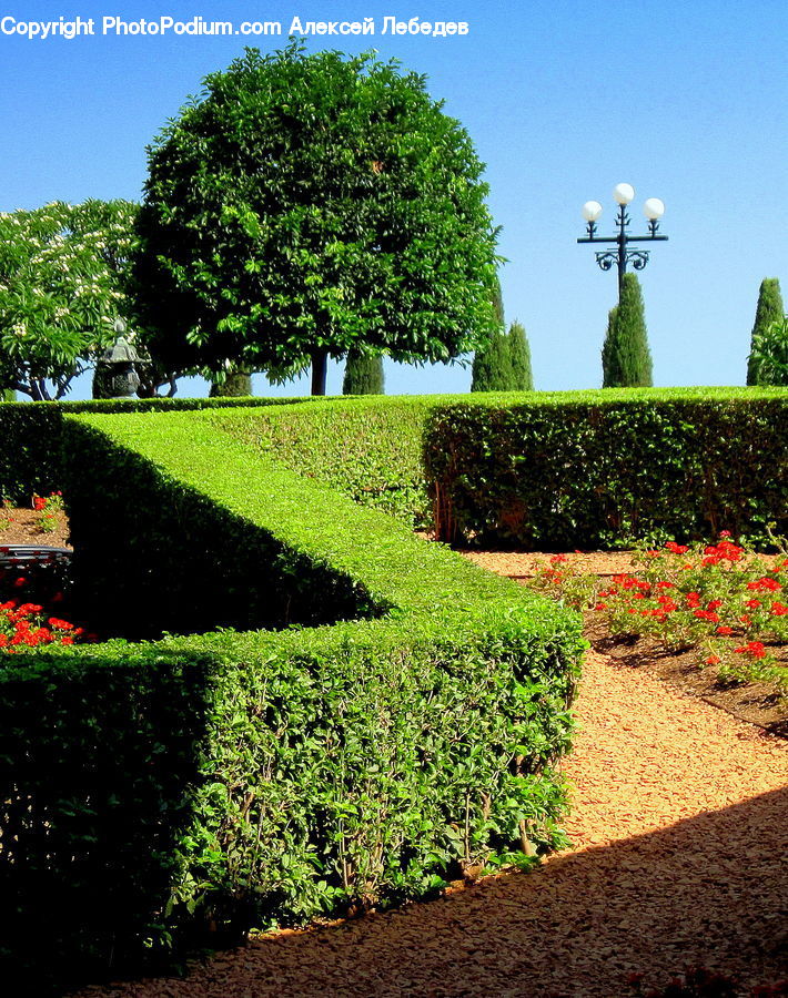 Fence, Hedge, Plant, Bush, Vegetation, Ivy, Vine
