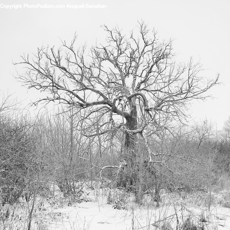 Plant, Tree, Oak, Wood, Frost, Ice, Outdoors