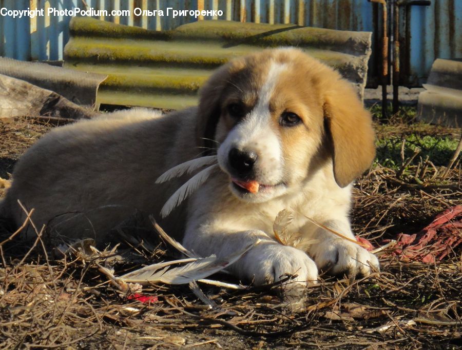 Animal, Canine, Dog, Mammal, Pet, Puppy, Golden Retriever