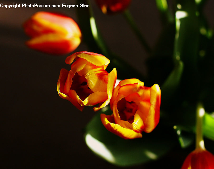 Blossom, Flora, Flower, Plant, Tulip, Geranium, Petal
