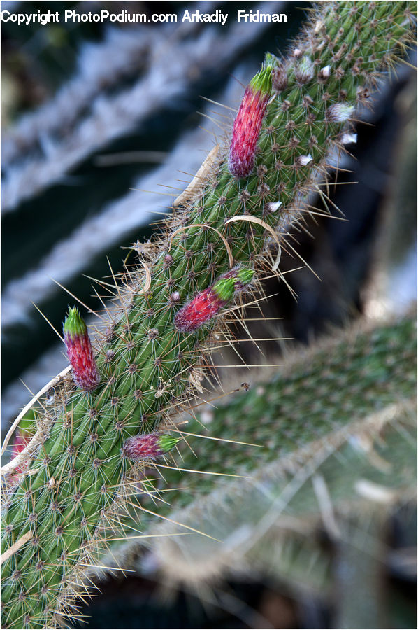 Cactus, Plant, Conifer, Fir, Tree, Blossom, Flora