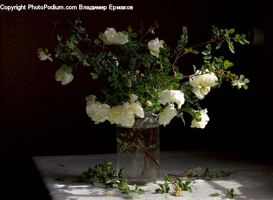 Plant, Potted Plant, Flower Arrangement, Ikebana, Vase, Floral Design, Flower