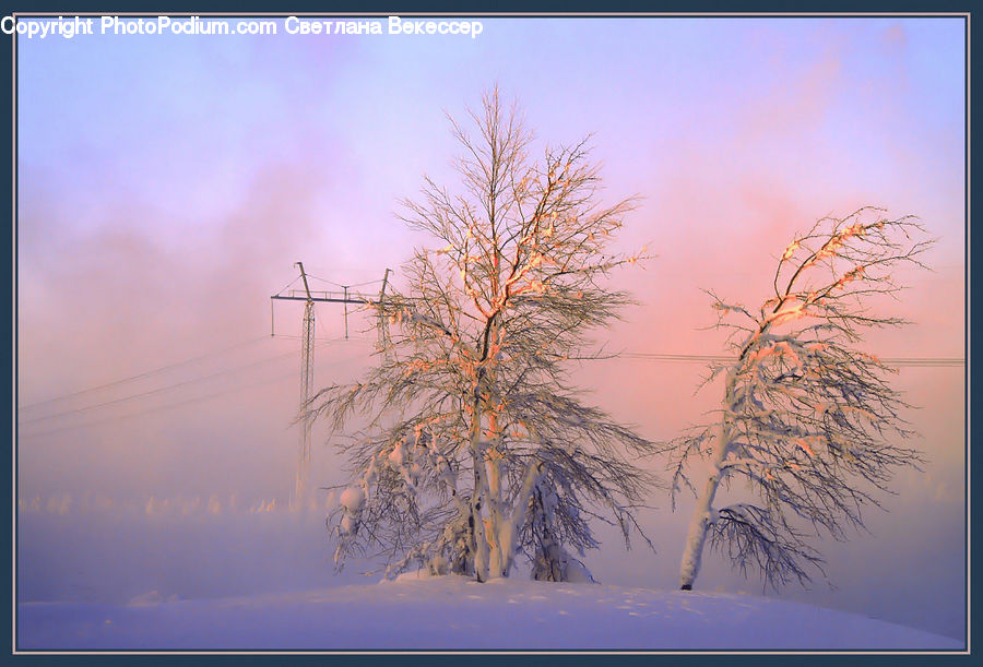 Dawn, Dusk, Sky, Sunrise, Sunset, Conifer, Fir