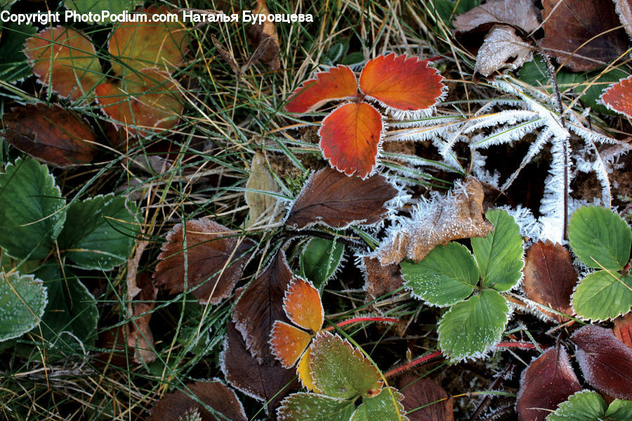 Frost, Ice, Outdoors, Snow, Agaric, Amanita, Fungus