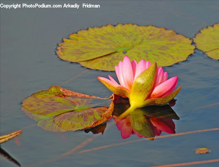 Flower, Lily, Plant, Pond Lily, Blossom, Flora, Geranium