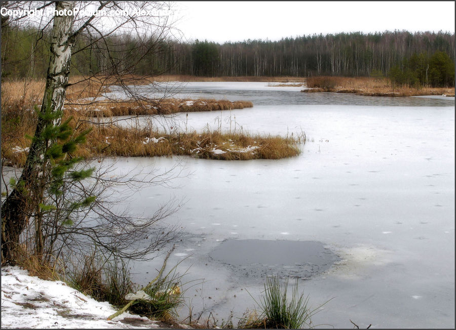 Outdoors, Pond, Water, Grass, Plant, Reed, Land
