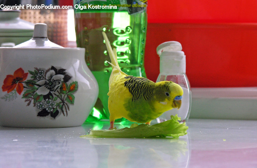 Bird, Parakeet, Parrot, Electronics, Keyboard, Pot, Pottery