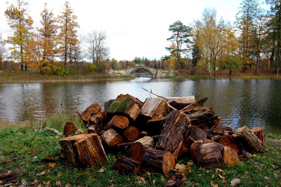 Tree Stump, Rock, Conifer, Fir, Plant, Tree, Box