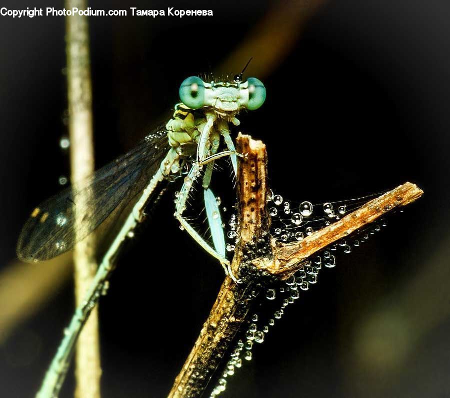 Anisoptera, Dragonfly, Insect, Invertebrate, Cricket Insect, Grasshopper, Asilidae