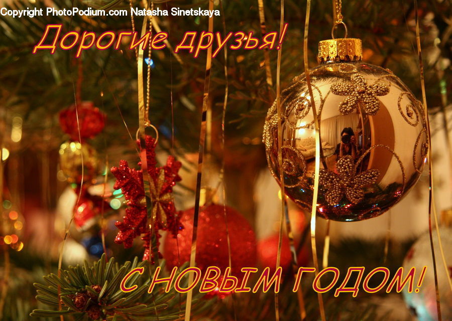 Ornament, Chandelier, Lamp, Conifer, Fir, Plant, Tree