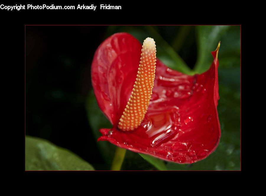 Anthurium, Flower, Plant, Araceae, Flora, Gladiolus, Blossom
