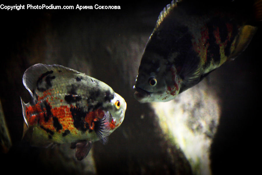 Carp, Fish, Koi, Sea Life, Puffer, Art