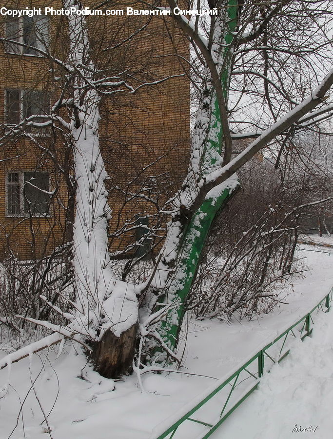 Ice, Outdoors, Snow, Birch, Tree, Wood, Plant