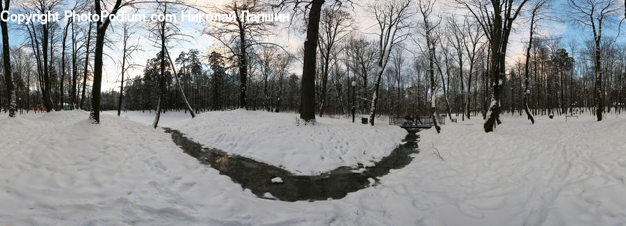 Ice, Outdoors, Snow, Forest, Vegetation, Birch, Tree