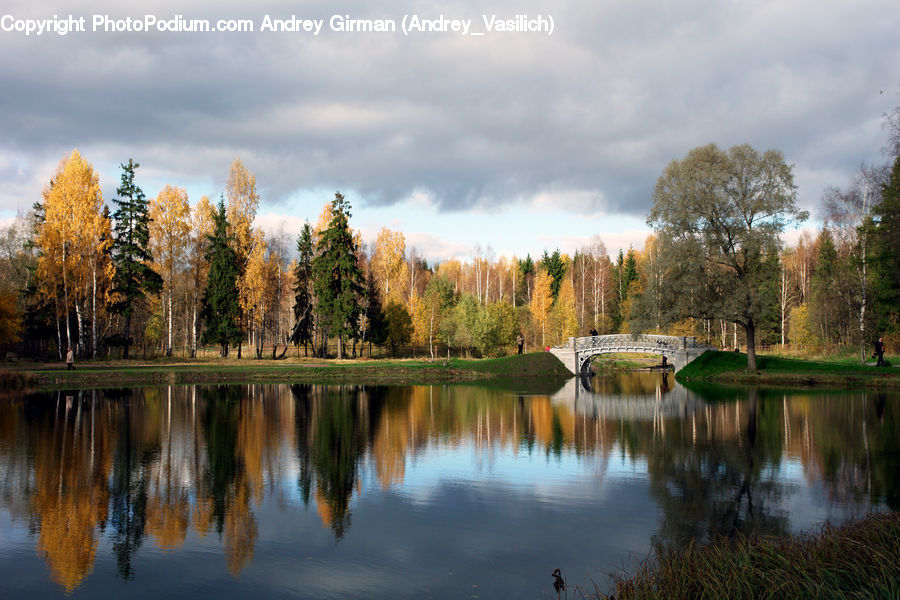 Outdoors, Pond, Water, Conifer, Fir, Plant, Tree