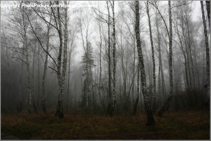 Forest, Vegetation, Birch, Tree, Wood, Plant, Grove