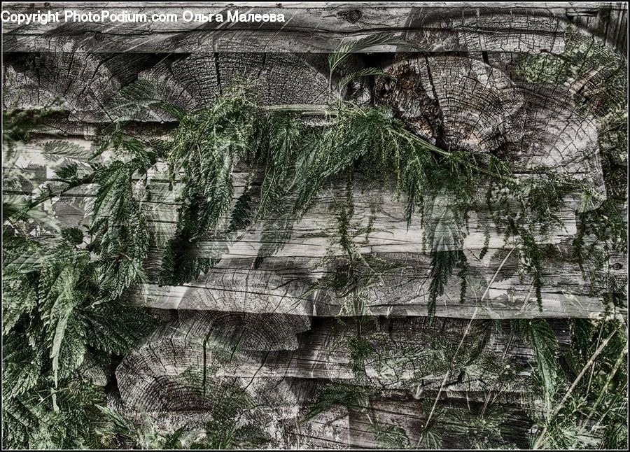 Fern, Plant, Potted Plant, Rock, Arecaceae, Palm Tree, Tree
