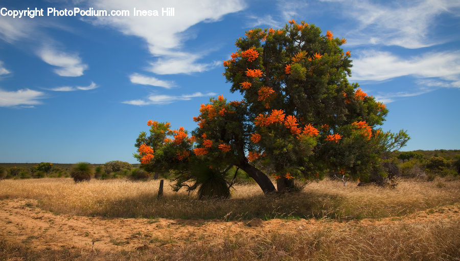 Oak, Tree, Wood, Conifer, Fir, Plant, Grassland