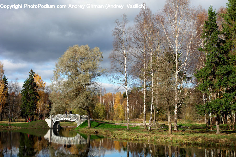 Land, Marsh, Outdoors, Swamp, Water, Bridge, Plant
