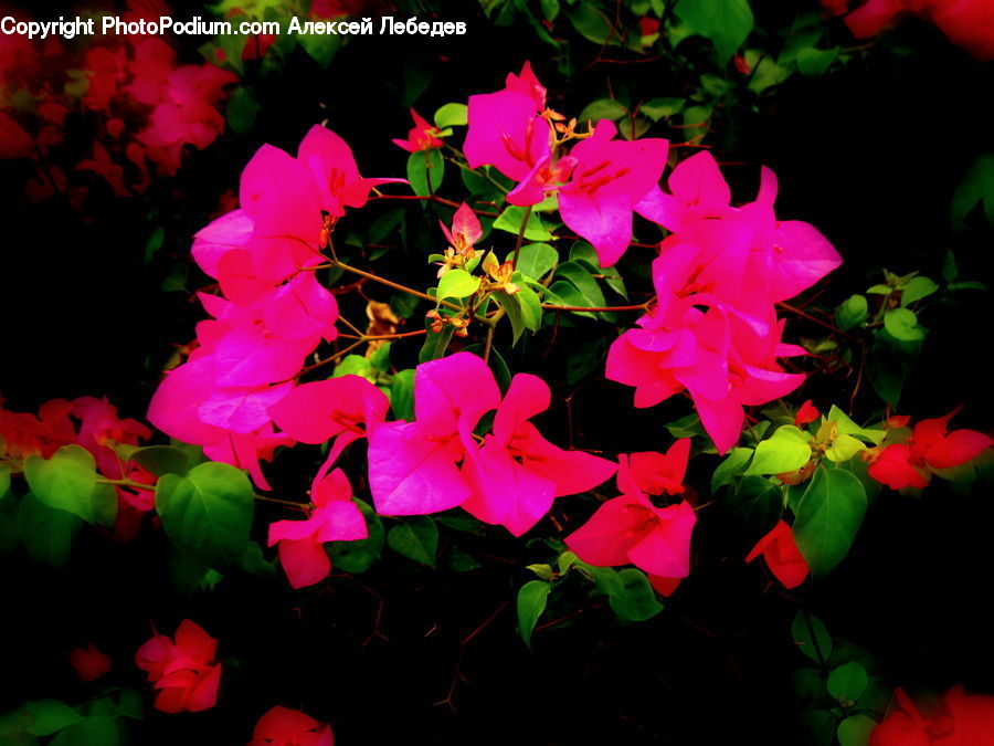 Blossom, Flora, Flower, Geranium, Plant, Cosmos, Rose