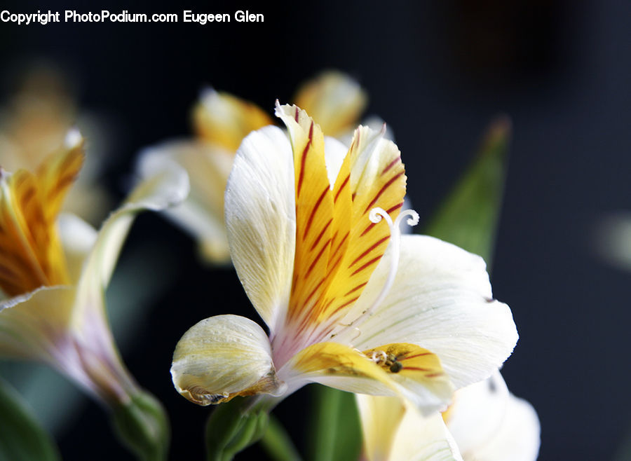 Blossom, Flora, Flower, Plant, Crocus, Gladiolus, Anther