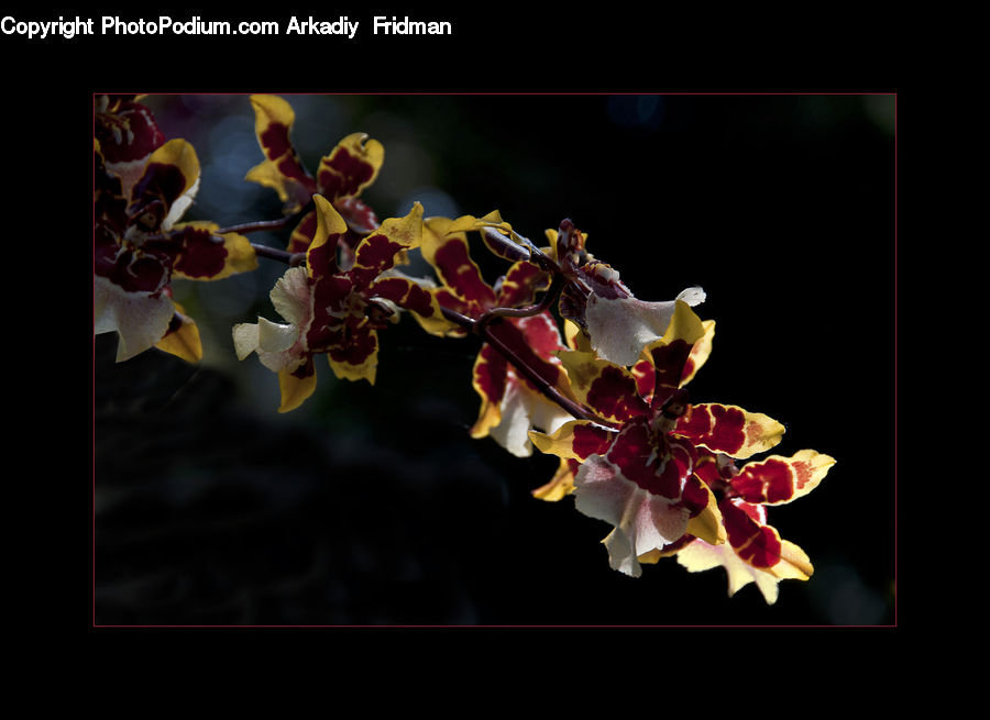 Flora, Flower, Gladiolus, Plant, Blossom, Cherry Blossom, Petal