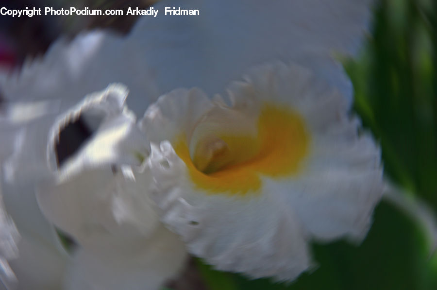 Blossom, Daffodil, Flora, Flower, Plant, Lily, Pond Lily