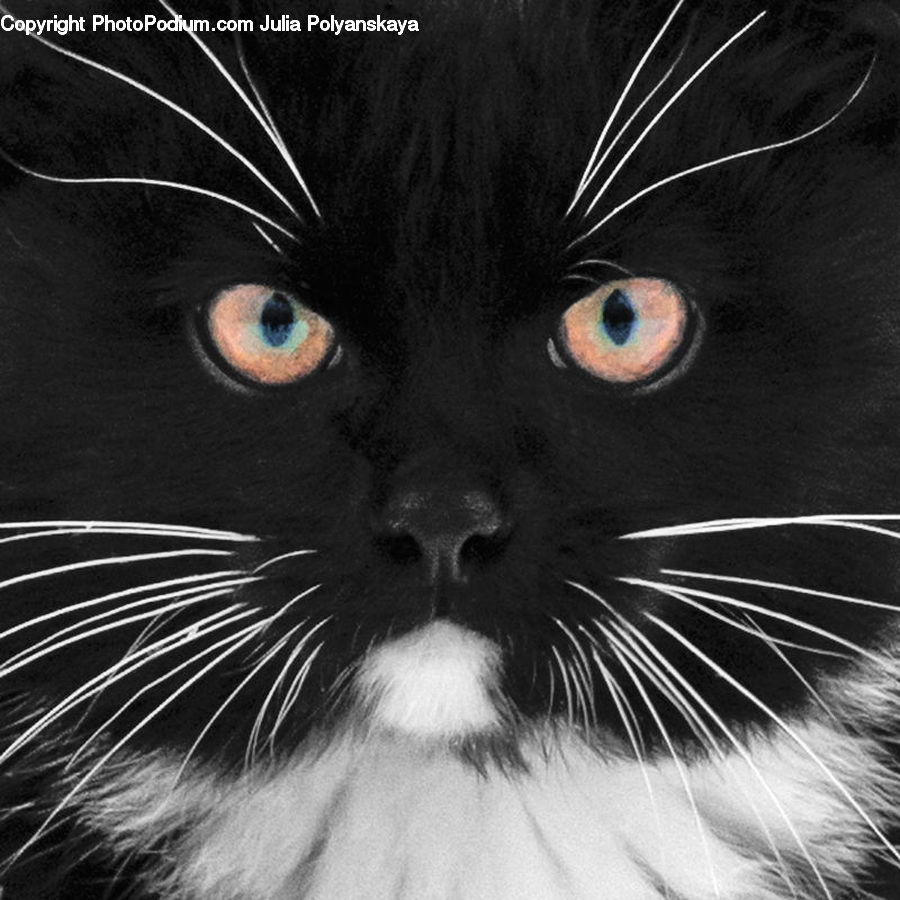 Animal, Black Cat, Cat, Mammal, Pet, Manx, Head