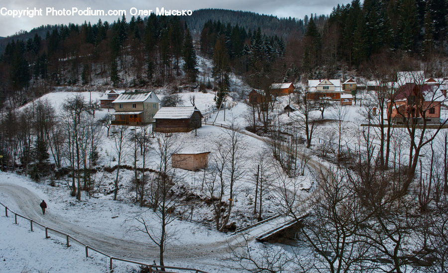 Plant, Tree, Cabin, Hut, Rural, Shack, Shelter