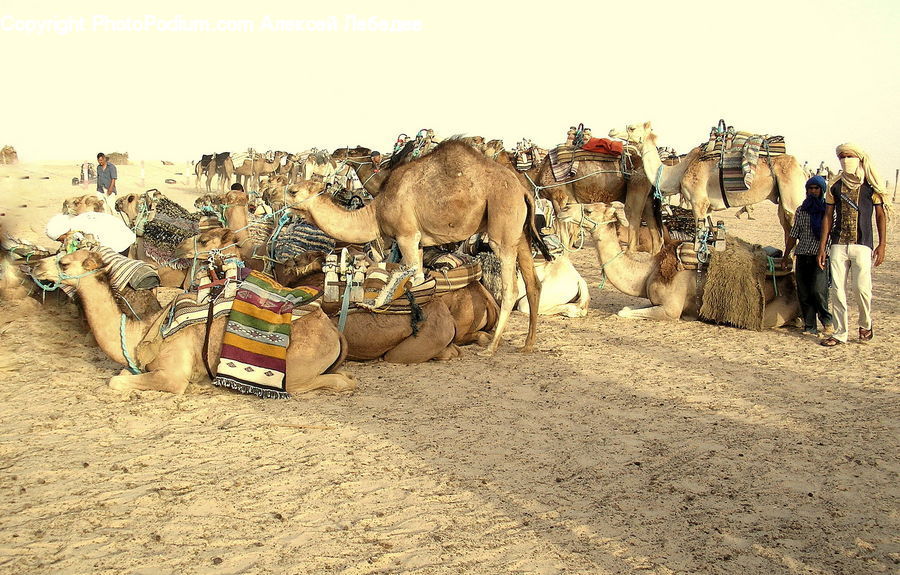 Animal, Camel, Mammal, Hat, Outdoors, Sand, Soil