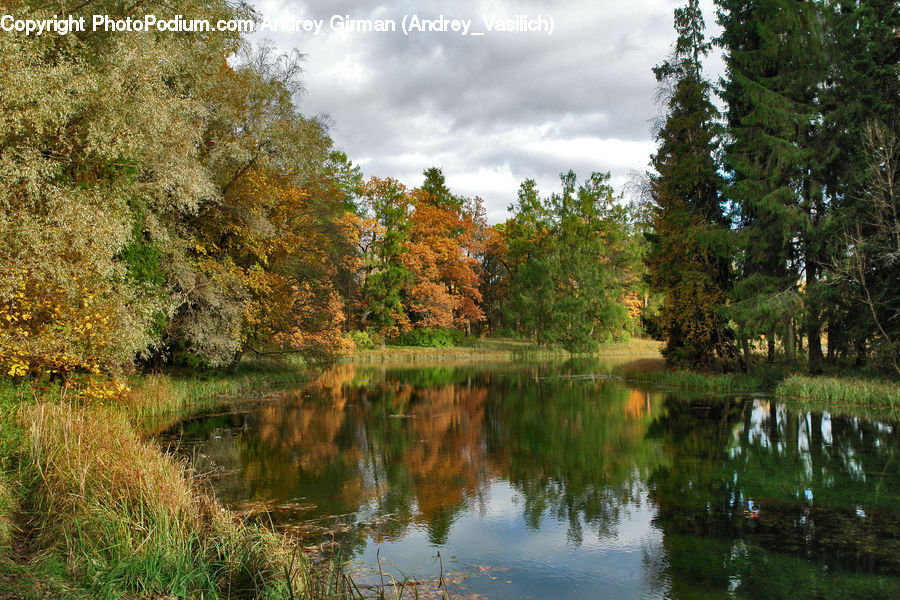 Outdoors, Pond, Water, Land, Marsh, Swamp, Conifer