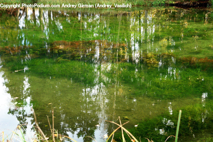 Outdoors, Pond, Water, Land, Marsh, Swamp, Field