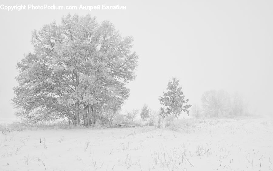 Ice, Outdoors, Snow, Plant, Tree, Countryside