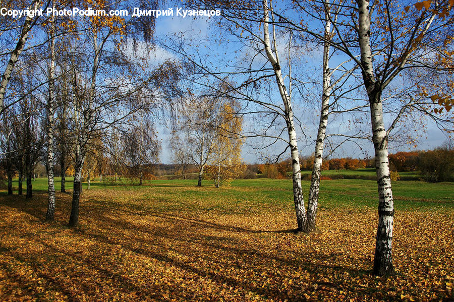 Birch, Tree, Wood, Grassland, Mound, Dirt Road, Gravel