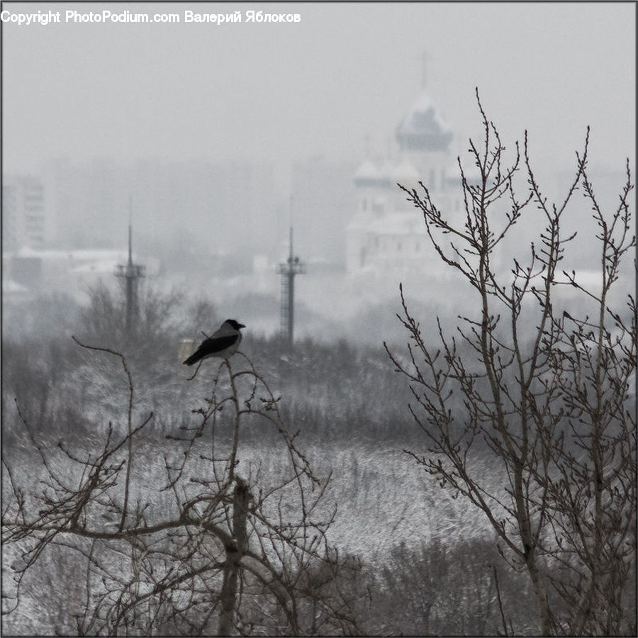 Bird, Stork, Blackbird, Blossom, Flora, Flower, Plant