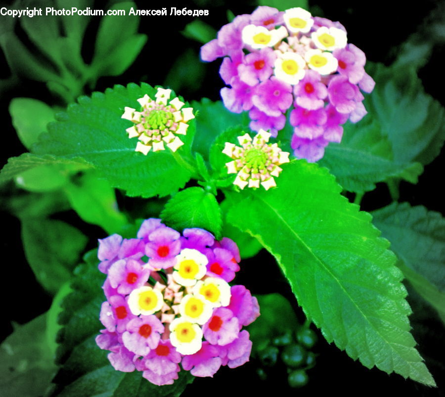 Blossom, Flora, Flower, Plant, Geranium, Petal, Asteraceae
