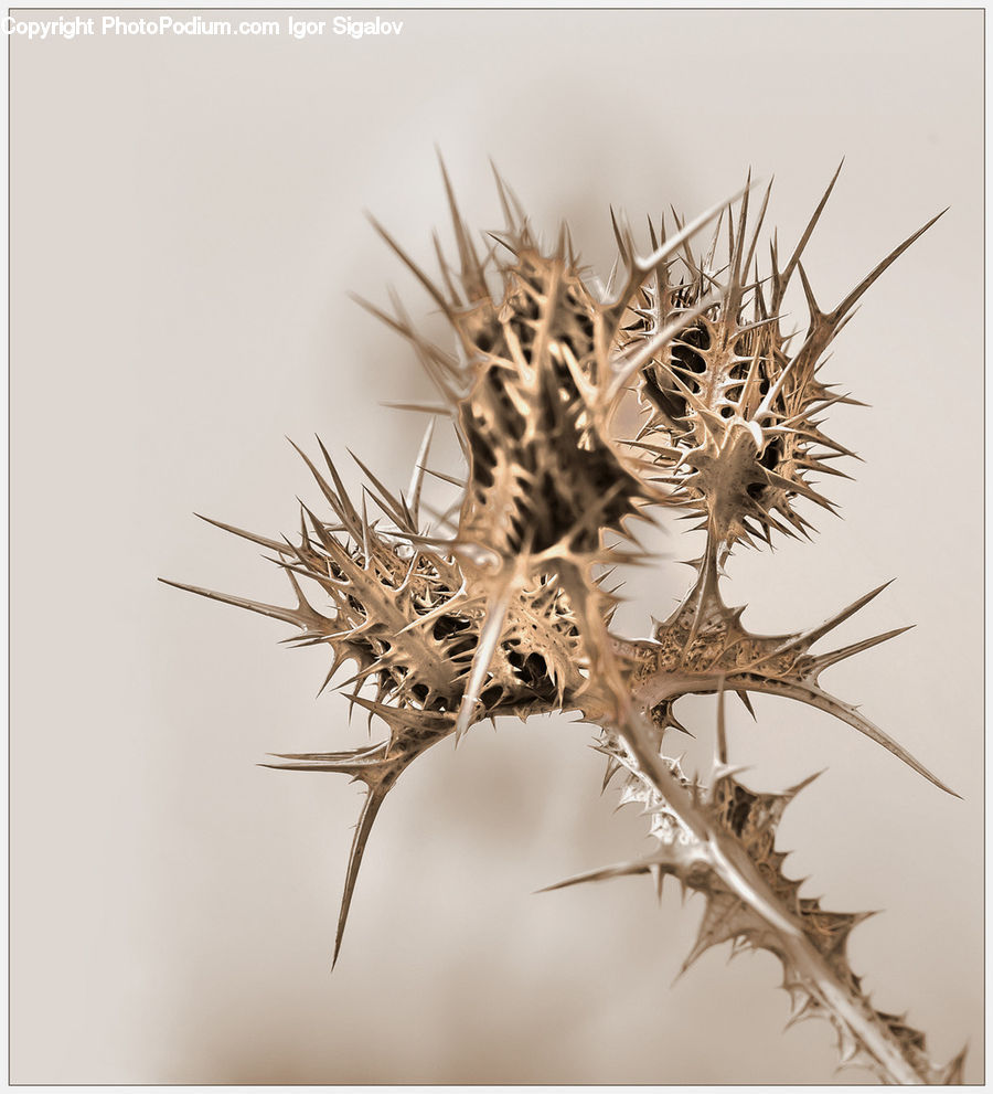Plant, Weed, Antler, Blossom, Flora, Flower, Thistle